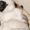 Шотландские котята от титулованніх родителей - <ro>Изображение</ro><ru>Изображение</ru> #2, <ru>Объявление</ru> #517214
