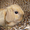 Вислоухие кролики-баранчики - <ro>Изображение</ro><ru>Изображение</ru> #3, <ru>Объявление</ru> #524724
