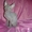Донской сфинкс котята от чемпионов !!! - <ro>Изображение</ro><ru>Изображение</ru> #4, <ru>Объявление</ru> #393522