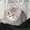 Продам шотландских котят, хайлендов - <ro>Изображение</ro><ru>Изображение</ru> #4, <ru>Объявление</ru> #545475