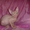 Донской сфинкс котята от чемпионов !!! - <ro>Изображение</ro><ru>Изображение</ru> #6, <ru>Объявление</ru> #393522