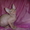 Донской сфинкс котята от чемпионов !!! - <ro>Изображение</ro><ru>Изображение</ru> #7, <ru>Объявление</ru> #393522