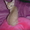Донской сфинкс котята от чемпионов !!! - <ro>Изображение</ro><ru>Изображение</ru> #9, <ru>Объявление</ru> #393522