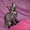 Донской сфинкс котята от чемпионов !!! - <ro>Изображение</ro><ru>Изображение</ru> #8, <ru>Объявление</ru> #393522