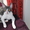 корниш-рекс котята - <ro>Изображение</ro><ru>Изображение</ru> #4, <ru>Объявление</ru> #596118