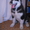 Щенки ездовой собаки Маламута  - <ro>Изображение</ro><ru>Изображение</ru> #3, <ru>Объявление</ru> #600955
