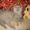 Лиловый шотландский вислоухий котик - <ro>Изображение</ro><ru>Изображение</ru> #2, <ru>Объявление</ru> #560195