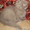 Лиловый шотландский вислоухий котик #560195