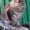 Питомник "Big Wild Cat" предлагает котят породы мейн кун - <ro>Изображение</ro><ru>Изображение</ru> #3, <ru>Объявление</ru> #600176