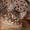 Питомник "Big Wild Cat" предлагает котят породы мейн кун - <ro>Изображение</ro><ru>Изображение</ru> #5, <ru>Объявление</ru> #600176
