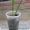Каллы, Финиковые пальмы - <ro>Изображение</ro><ru>Изображение</ru> #2, <ru>Объявление</ru> #567952