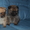 немецкий шпиц продаются щенки - <ro>Изображение</ro><ru>Изображение</ru> #2, <ru>Объявление</ru> #609959