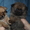 немецкий шпиц продаются щенки - <ro>Изображение</ro><ru>Изображение</ru> #1, <ru>Объявление</ru> #609959