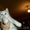 шотландские котята вислоухие, хайленд, страйт - <ro>Изображение</ro><ru>Изображение</ru> #1, <ru>Объявление</ru> #657274