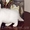 шотландские котята вислоухие, хайленд, страйт - <ro>Изображение</ro><ru>Изображение</ru> #3, <ru>Объявление</ru> #657274