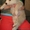 Продаются элитные щенки северокавказского волкодава  - <ro>Изображение</ro><ru>Изображение</ru> #1, <ru>Объявление</ru> #671772