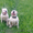 Продам щенков Американского бульдога - <ro>Изображение</ro><ru>Изображение</ru> #2, <ru>Объявление</ru> #671800