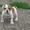 Продам щенков Американского бульдога - <ro>Изображение</ro><ru>Изображение</ru> #3, <ru>Объявление</ru> #671800