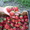 продам рассаду клубники более 10 сортов - <ro>Изображение</ro><ru>Изображение</ru> #2, <ru>Объявление</ru> #693081