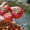 продам рассаду клубники более 10 сортов - <ro>Изображение</ro><ru>Изображение</ru> #4, <ru>Объявление</ru> #693081
