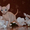 Продаются голорожденные котята породы канадский сфинкс различных окрасов #720517