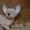 Продаются голорожденные котята породы канадский сфинкс различных окрасов - <ro>Изображение</ro><ru>Изображение</ru> #2, <ru>Объявление</ru> #720517