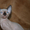 Продаются голорожденные котята породы канадский сфинкс различных окрасов - <ro>Изображение</ro><ru>Изображение</ru> #3, <ru>Объявление</ru> #720517