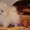 Щенки померанского шпица крем и оранж - <ro>Изображение</ro><ru>Изображение</ru> #6, <ru>Объявление</ru> #741299