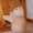Чистокровные персидские котята - <ro>Изображение</ro><ru>Изображение</ru> #5, <ru>Объявление</ru> #284680