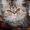 Чистокровные персидские котята - <ro>Изображение</ro><ru>Изображение</ru> #3, <ru>Объявление</ru> #284680