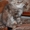 Чистокровные персидские котята - <ro>Изображение</ro><ru>Изображение</ru> #2, <ru>Объявление</ru> #284680