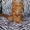 Котята мейн куна! - <ro>Изображение</ro><ru>Изображение</ru> #4, <ru>Объявление</ru> #797300