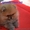 Эксклюзивные щеночки померанского шпица! - <ro>Изображение</ro><ru>Изображение</ru> #4, <ru>Объявление</ru> #790452