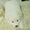 Клубные щенки самоеда от титулованных родителей - <ro>Изображение</ro><ru>Изображение</ru> #1, <ru>Объявление</ru> #828652