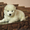 Клубные щенки самоеда от титулованных родителей - <ro>Изображение</ro><ru>Изображение</ru> #2, <ru>Объявление</ru> #828652