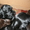 веселые щенки английского кокер-спаниеля - <ro>Изображение</ro><ru>Изображение</ru> #3, <ru>Объявление</ru> #826719