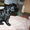веселые щенки английского кокер-спаниеля - <ro>Изображение</ro><ru>Изображение</ru> #1, <ru>Объявление</ru> #826719