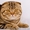 вязка кошек в донецке - <ro>Изображение</ro><ru>Изображение</ru> #1, <ru>Объявление</ru> #872506