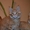 Котята мейн кун из питомника.Супер  большие котята мальчики - <ro>Изображение</ro><ru>Изображение</ru> #3, <ru>Объявление</ru> #861524