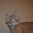 Котята мейн кун из питомника.Супер  большие котята мальчики - <ro>Изображение</ro><ru>Изображение</ru> #4, <ru>Объявление</ru> #861524