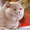 Британский кот приглашает на вязку вислоушек - <ro>Изображение</ro><ru>Изображение</ru> #2, <ru>Объявление</ru> #376392
