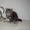 шотландские котята от элитных производителей - <ro>Изображение</ro><ru>Изображение</ru> #2, <ru>Объявление</ru> #901183