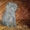 Продам шотландских вислоухих котят-очаровашек #897192