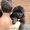 Ньюфаундленды щенки - <ro>Изображение</ro><ru>Изображение</ru> #4, <ru>Объявление</ru> #903547