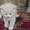 плюшевые котята  скотиш-страйт - <ro>Изображение</ro><ru>Изображение</ru> #2, <ru>Объявление</ru> #911858
