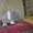 плюшевые котята  скотиш-страйт - <ro>Изображение</ro><ru>Изображение</ru> #4, <ru>Объявление</ru> #911858