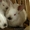 продаются калифорнийские кролики #938786