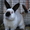 продаются калифорнийские кролики - <ro>Изображение</ro><ru>Изображение</ru> #2, <ru>Объявление</ru> #938786