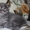  Котята вислоухие и страйты  - <ro>Изображение</ro><ru>Изображение</ru> #2, <ru>Объявление</ru> #953938