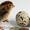 продам перепелов, тушки, яйцо - <ro>Изображение</ro><ru>Изображение</ru> #3, <ru>Объявление</ru> #979070